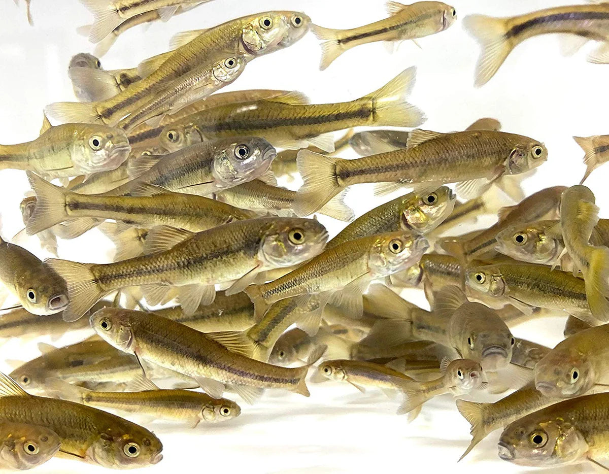 Medium Minnows 12 count