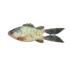 6th Sense FlipGill Live Crappie