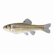 Jumbo Minnows 12 count